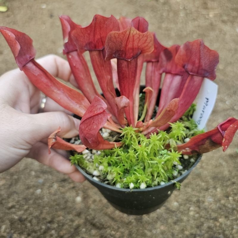 

sarrasenia Maroon/Chelsonii