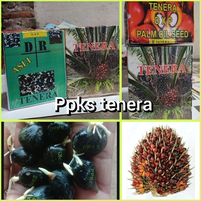Sawit Benih Polong PPKS TENERA KUALITAS UNGGUL
