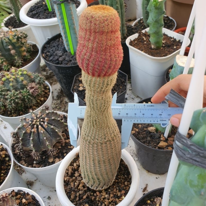 Kaktus Rainbow Cactus Echinocereus Rigidissimus Ownroot Jumbo Size Besar Tinggi