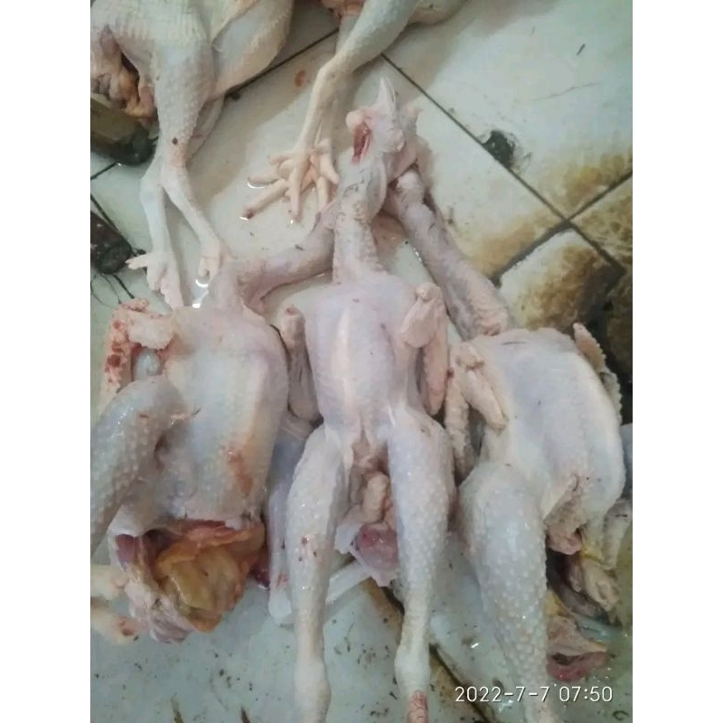 

1 ekor ayam kampung asli fresh