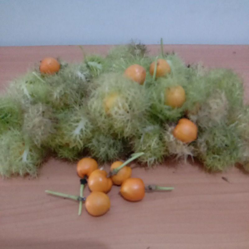 

25 Pcs Buah Permut Segar Petik Langsung kirim
