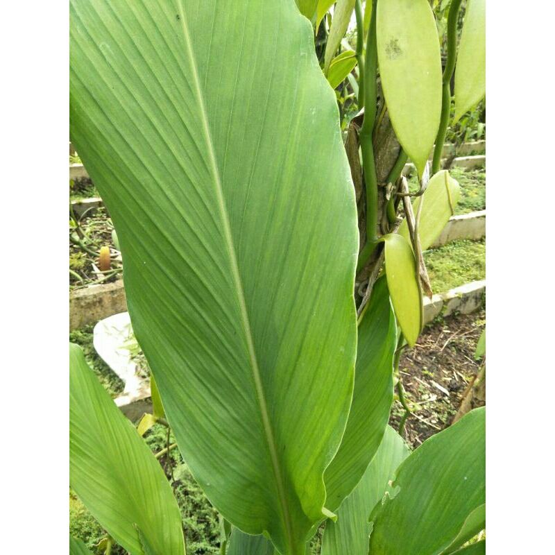 

Daun kunyit segar langsung petik dari pohon