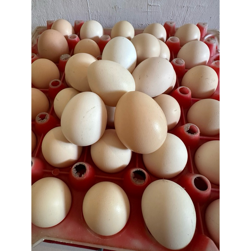 

Telur Ayam Arab