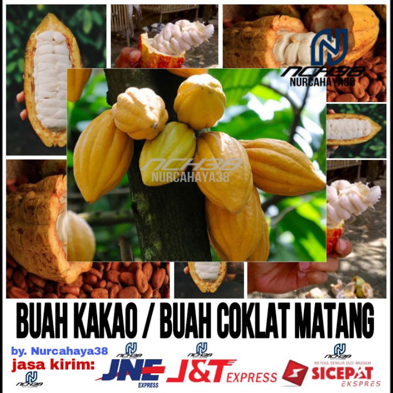 

Buah coklat matang | Buah Kakao Matang | Langsung petik dari pohon