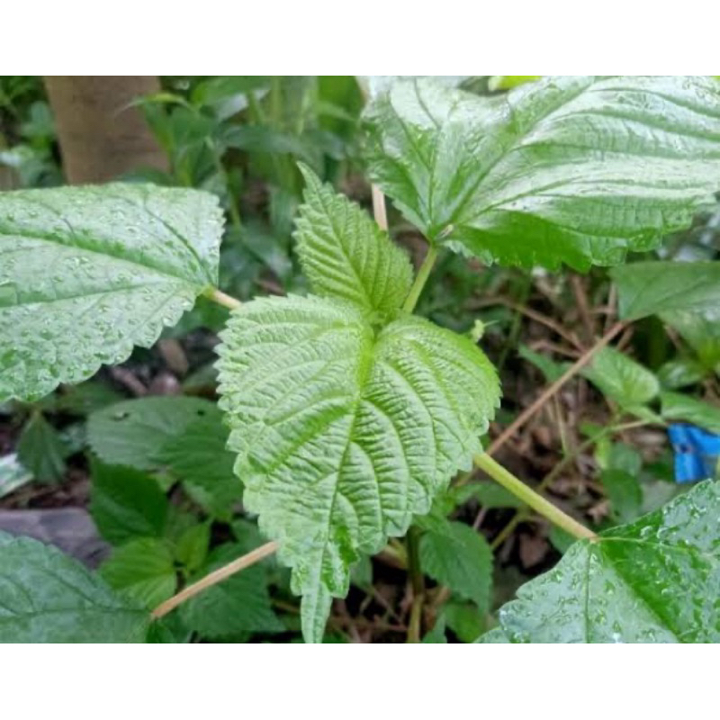 

Daun jelatang segar 250 gram petik langsung