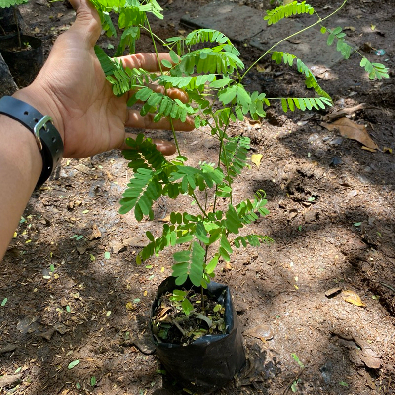 Tanaman herbal saga rambat daun saga pohon obat herbal