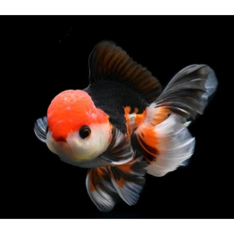 ART I43I Ikan Hias Mas Koki Oranda Baby 3ColourBlackgoldPanda Grade Fancy Quality