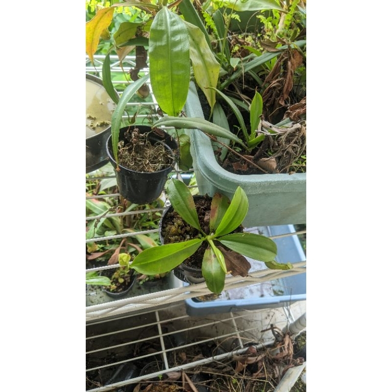 nepenthes bicalcarata (ada taringnya)