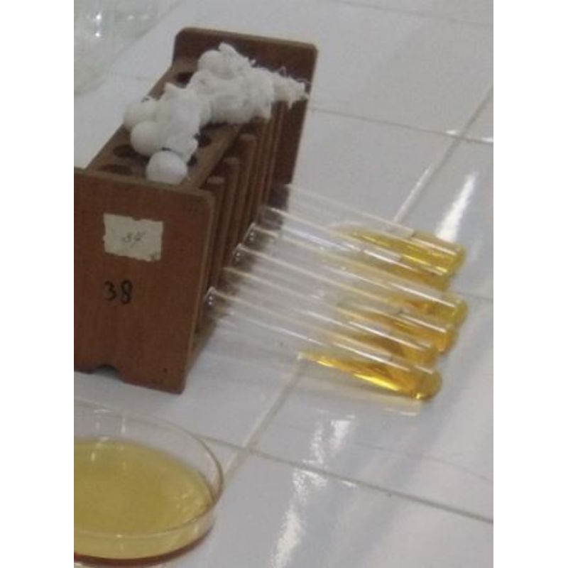 Kultur Murni Lactobacillus plantarum