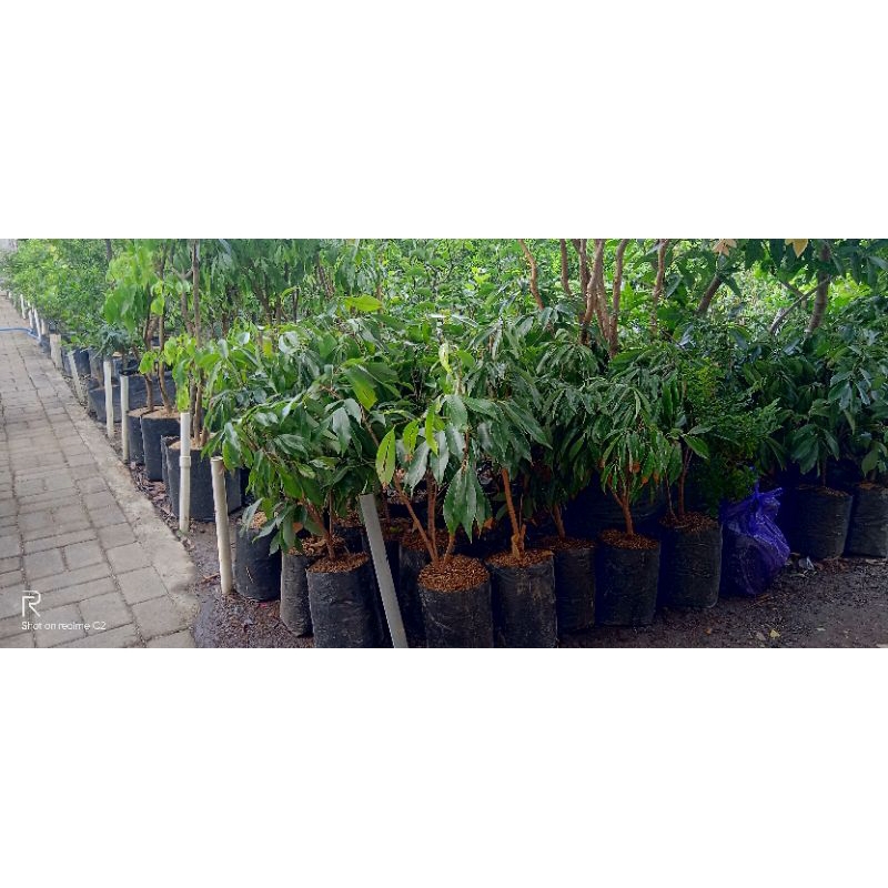 bibit tanaman buah leci batang besar dan rimbun