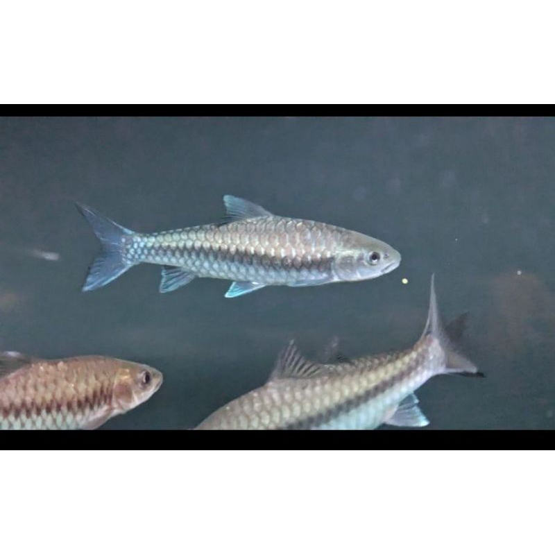 mahseer neo baoshan