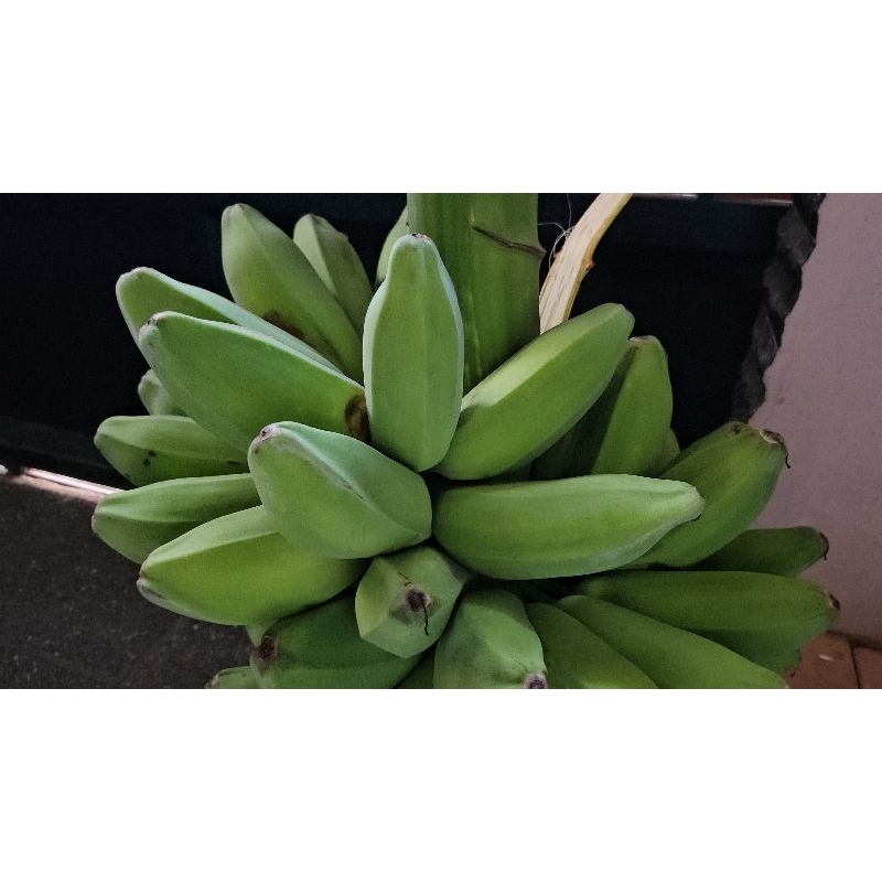 

pisang sepatu 25 biji