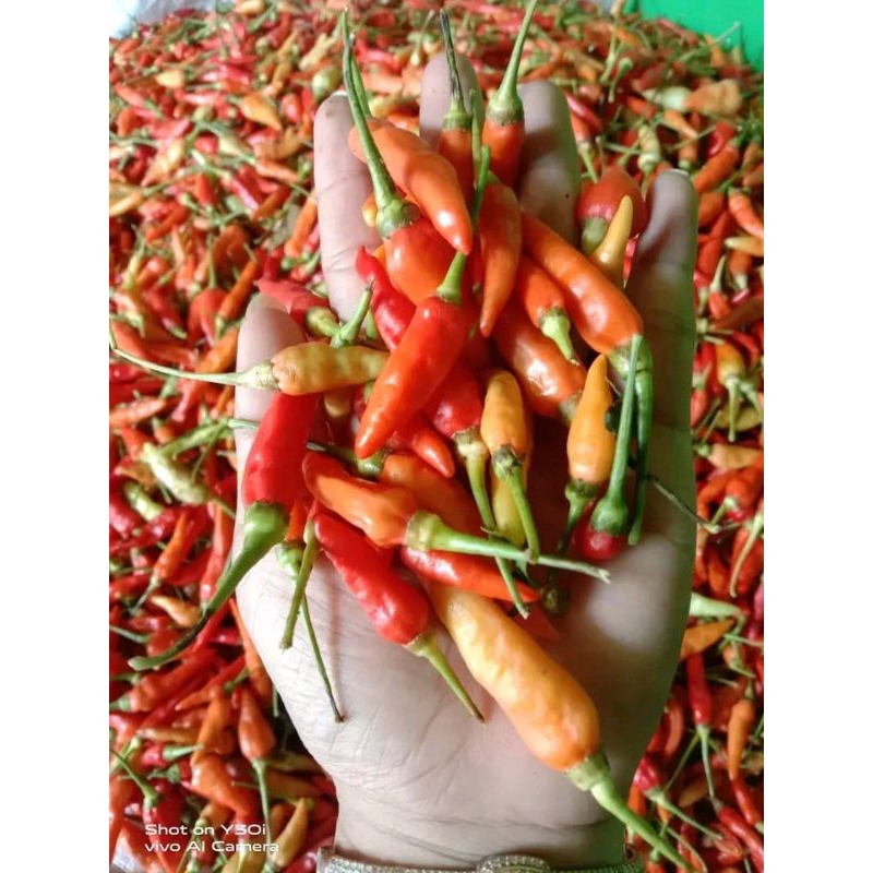 

[TERMURAH] rawit merah/ cabe rawit merah/ lombok abang pedas 500g