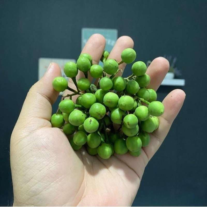 

CEPOKA KHAS SUMATERA UTARA ( RIMBANG ) QUALITY TERBAIK