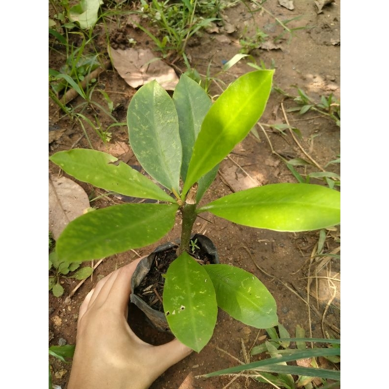 bibit pereskia grandifolia Ora pro nobis vegetasi lebah