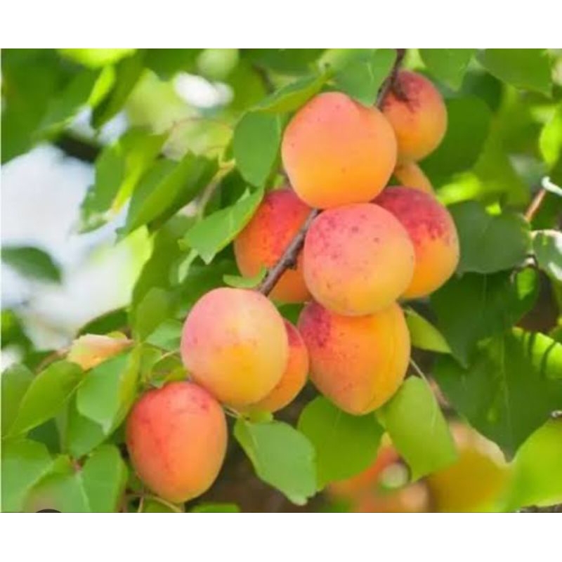 Bibit Tanaman Aprikot