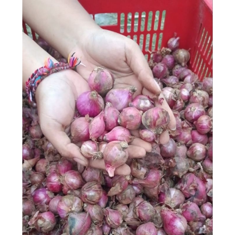 

BAWANG MERAH BAWANG MERAH KUPAS BATU MALANG