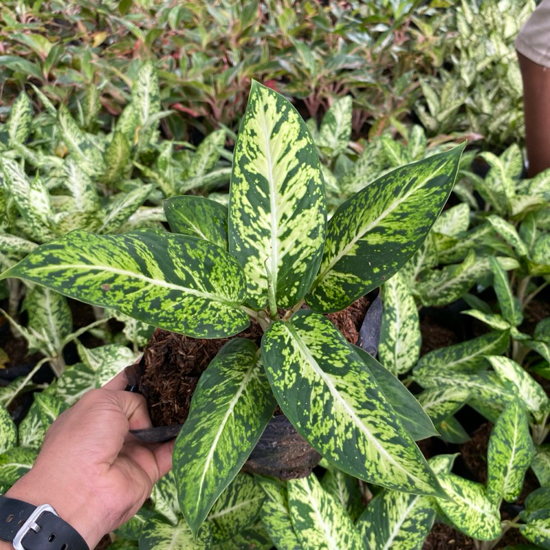 tanaman aglonema brazilian atau blanceng brazilian