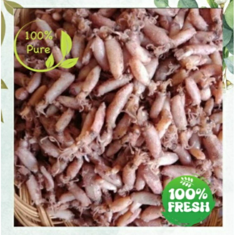 

Flash Sale Baby Cumi miniCumi asinCumi kering Termurah