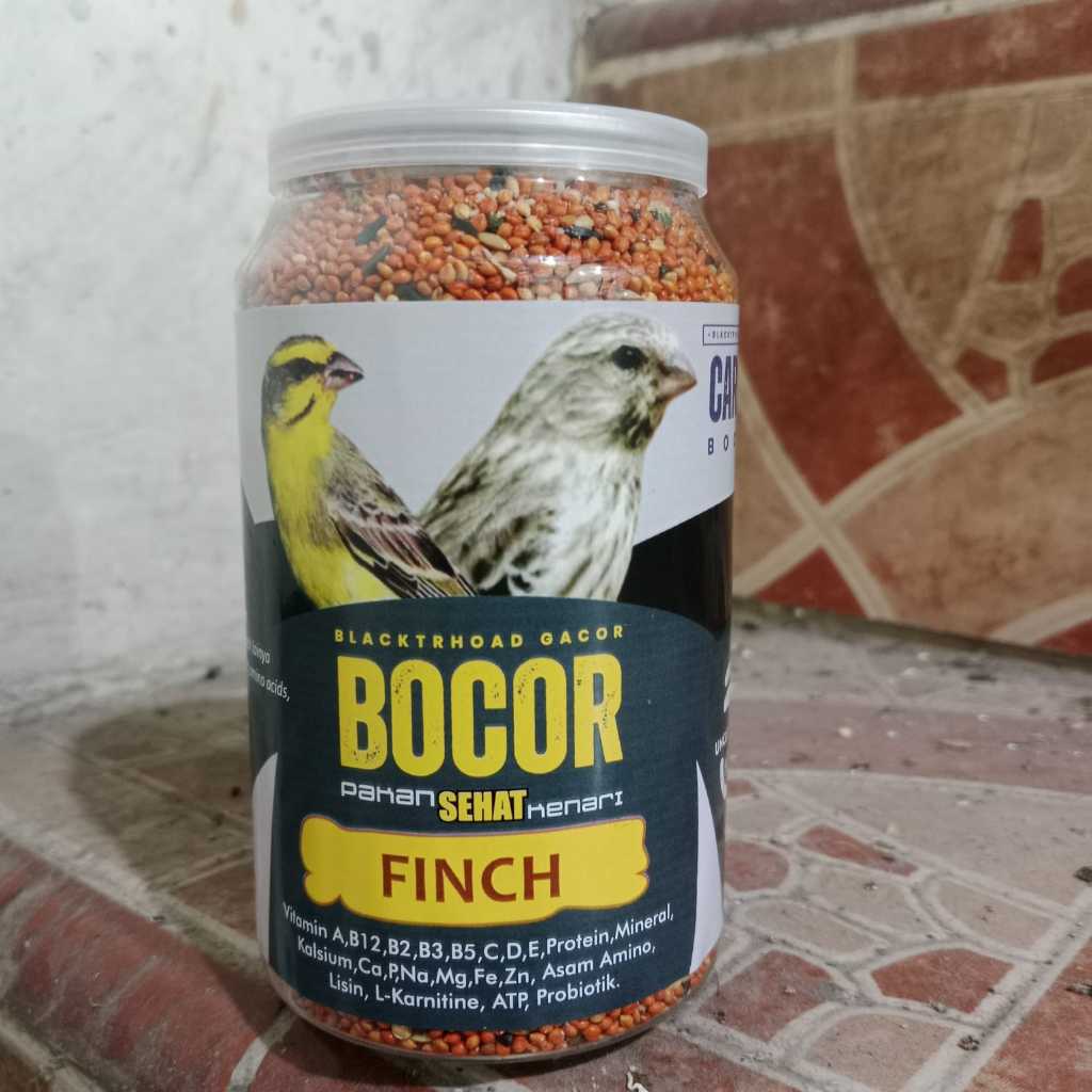 BOCOR CAROLL BLACKTROOTH SANGER MACET LANGSUNG GACOR