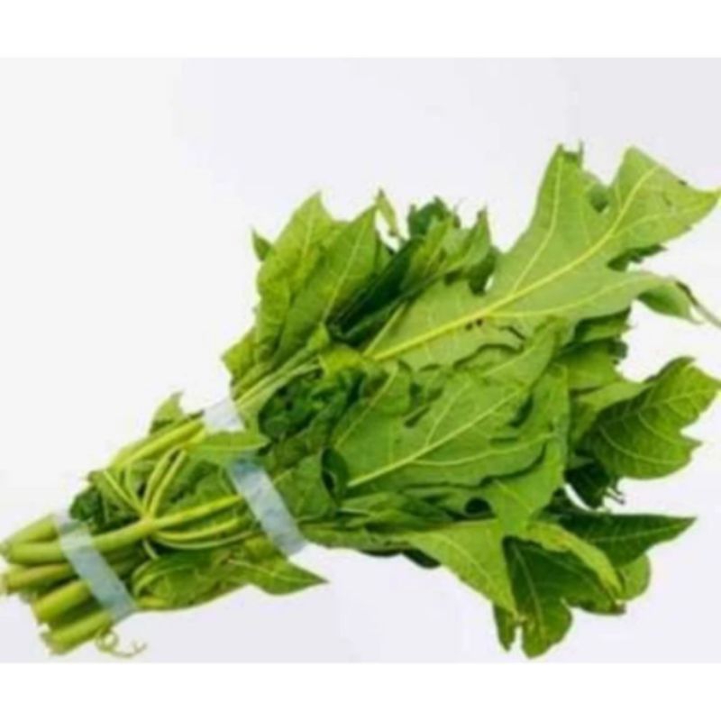 

Daun pepaya segar