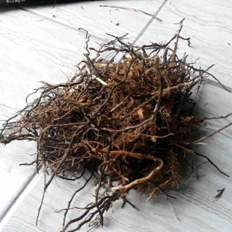 

akar tebu hitam termurah 100gram PROMO