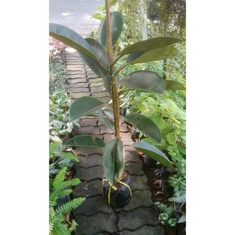 KARET KEBO INCLUDE POT PUTIH