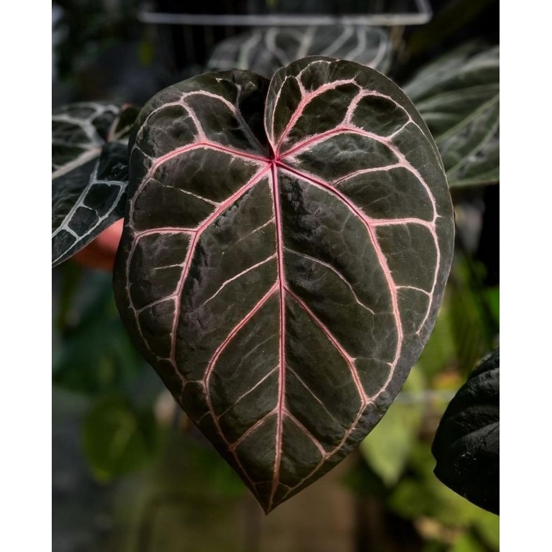 ( BISA COD ) Anthurium Red Crystallinum Tanaman Hias Anthurium / Red Crystallinum  Tanaman Hias Mura