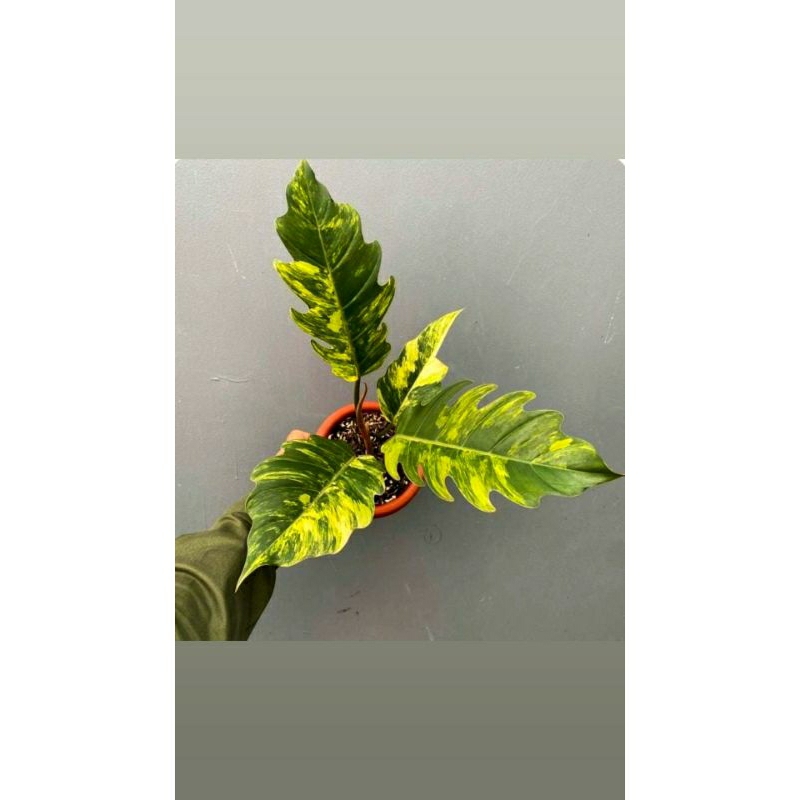 caramel marble 1 daun pancing