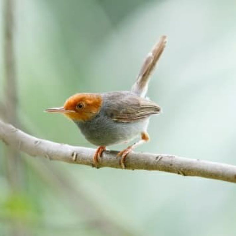 prenjak kepala merah