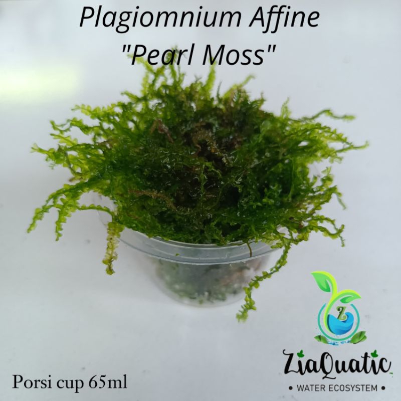 Pearl Moss "Rare" Porsi Cup 65ml - Tanaman Aquascape Aquarium Moss/Lumut