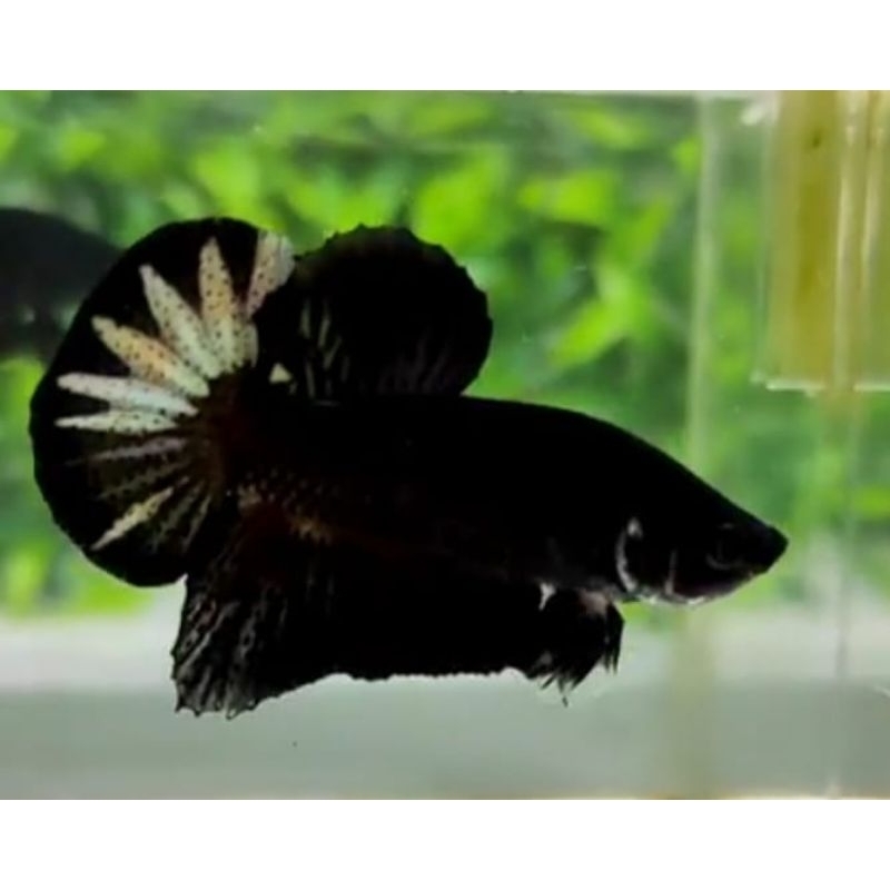 IKAN_HIAS_AVATAR_COOPER_MUTASI_AWAL