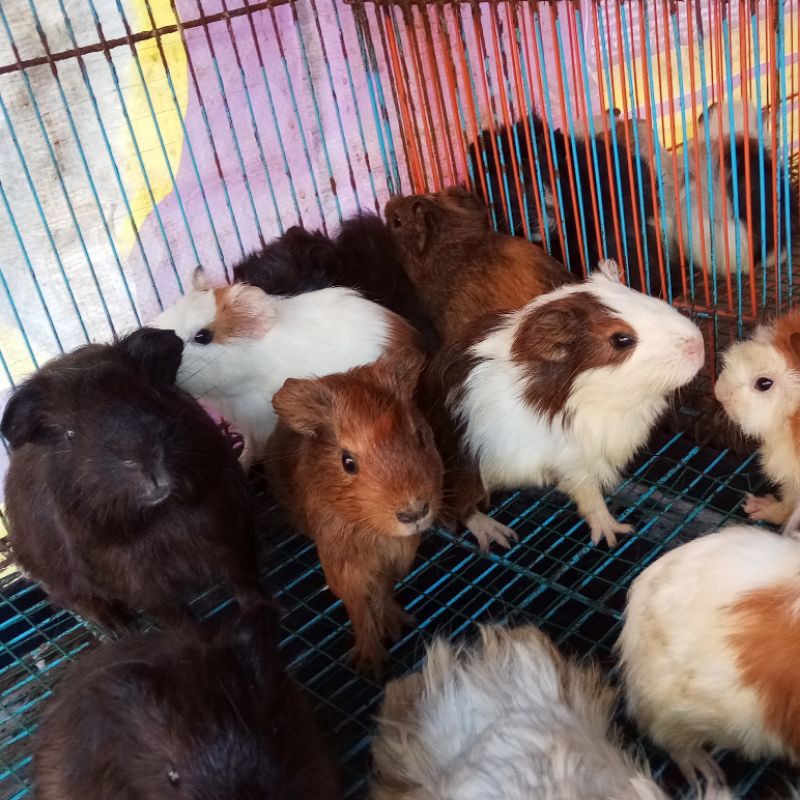 Marmut Lokal | Guinea Pig (Khusus Gosend Jakarta/Bekasi)