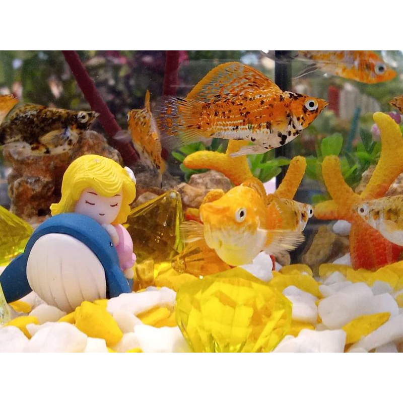 molly merpati &calico bondol