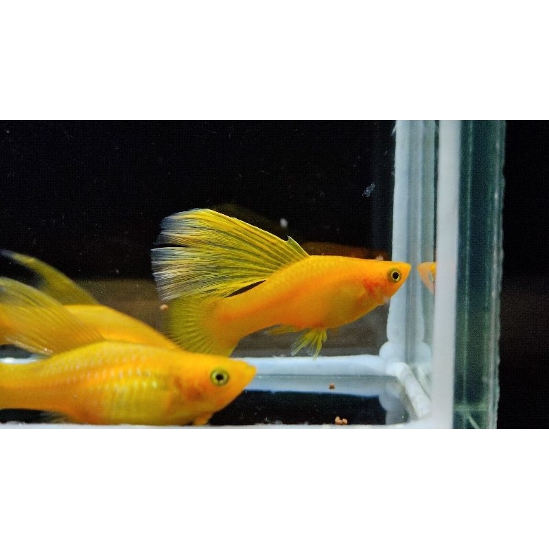 platy yellow variatus aksesoris aquarium