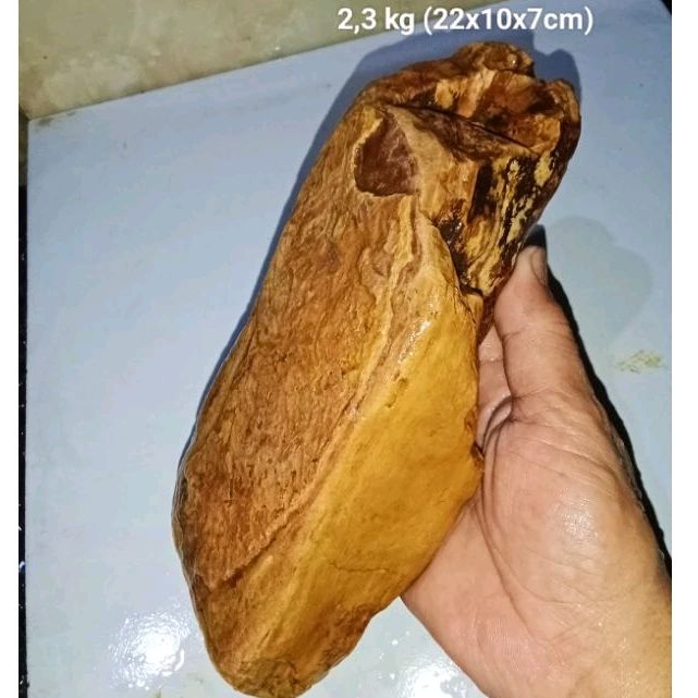 batu fosil kayu Cendana (470)