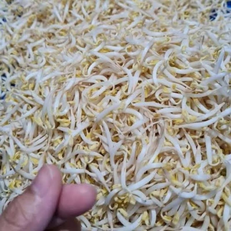 

taoge kecil 1kg