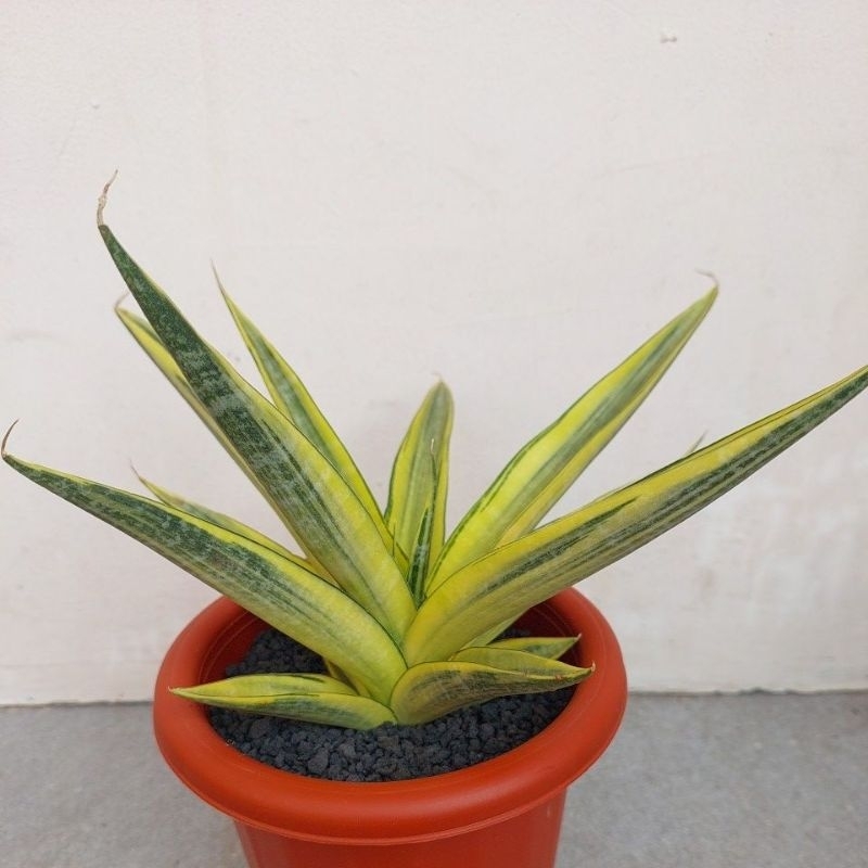 Sansevieria Cordova Variegata