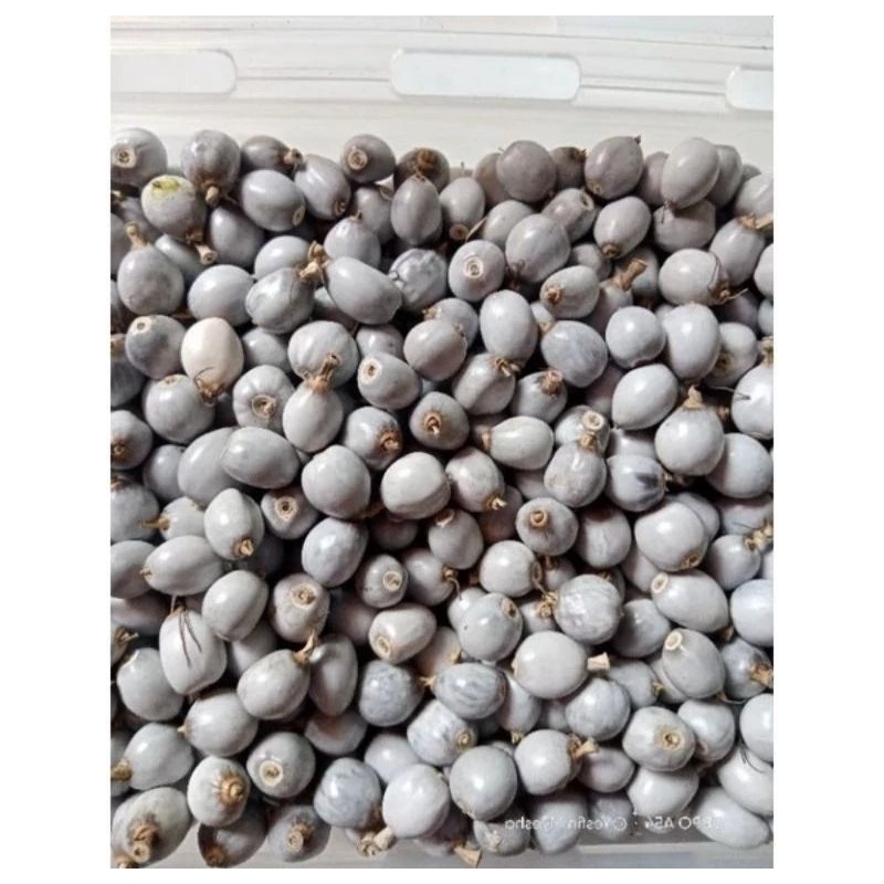 

Jagung joli jali 50 biji Murah