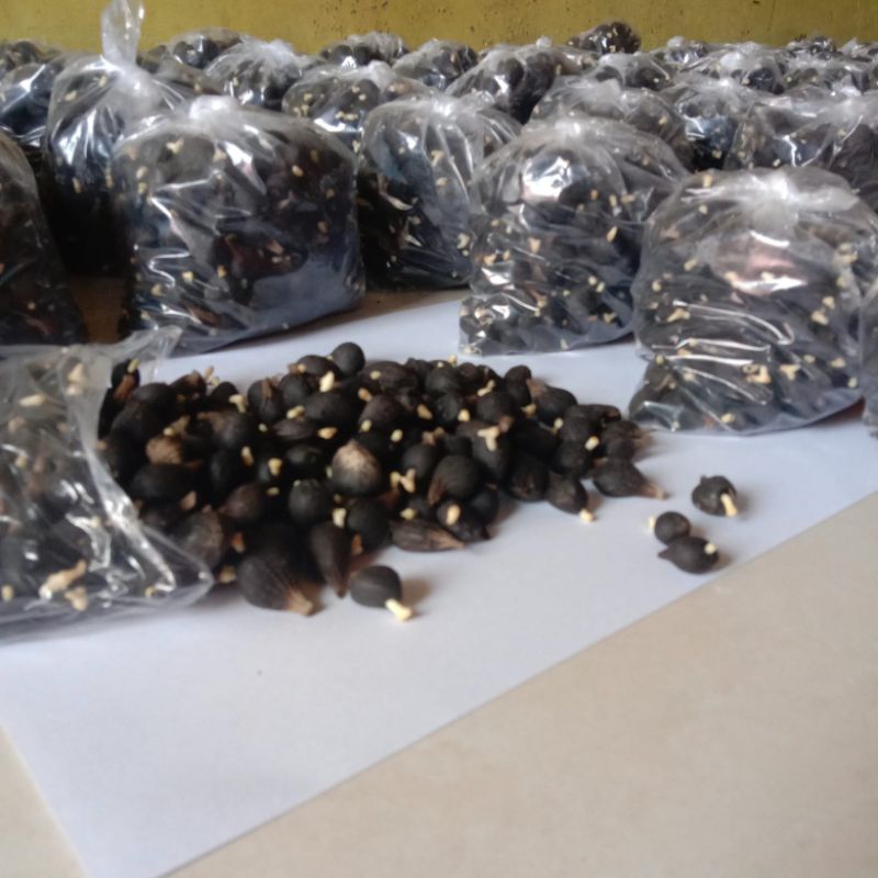 kecambah sawit tenera super isi 125 biji