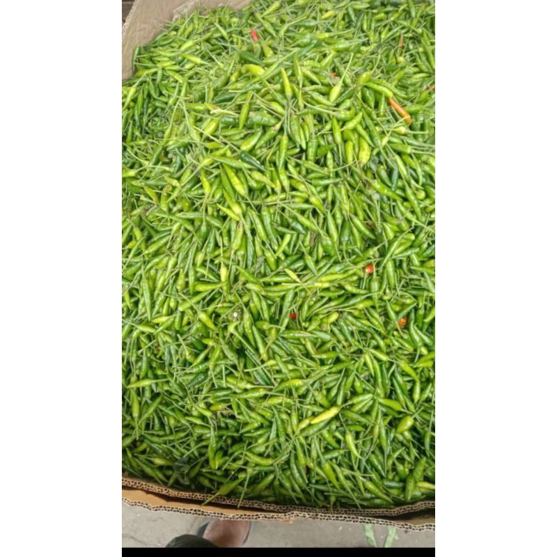 

Cabe rawit ijo pedas