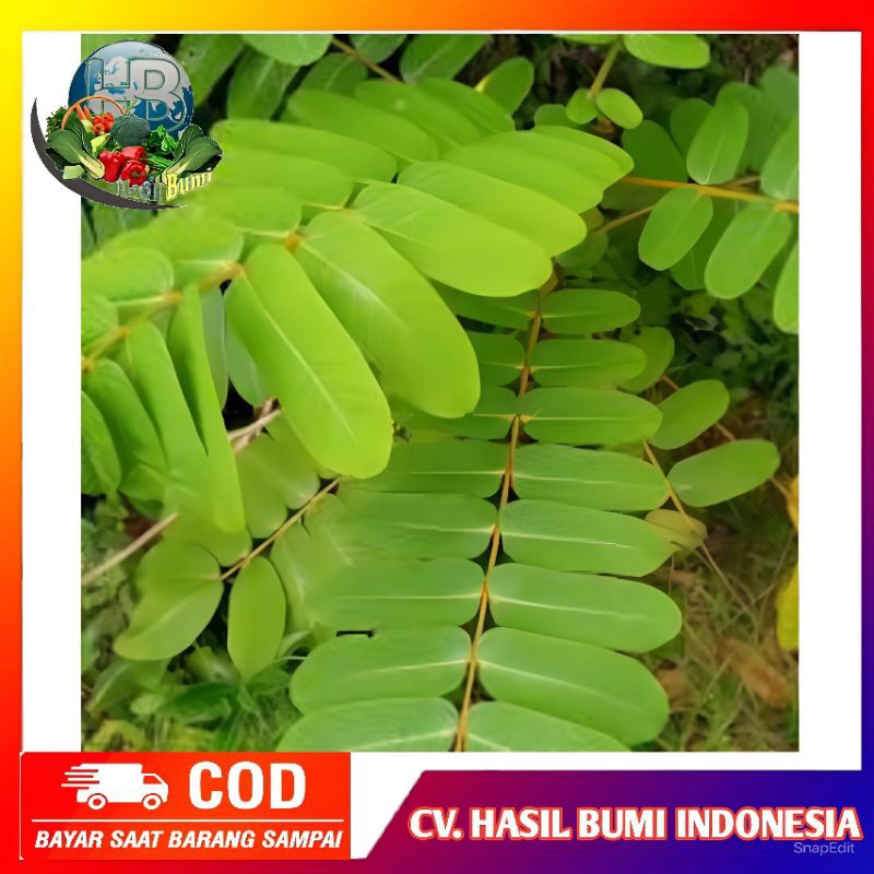 

Daun kimanila segar daun ketepeng 100gram Dipetik dadakan