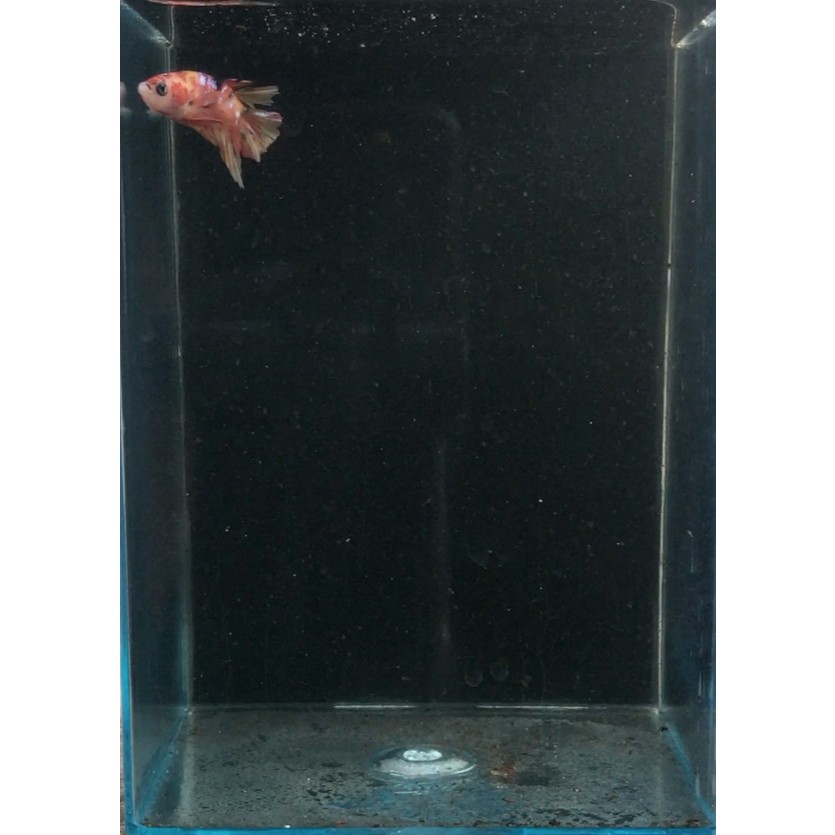 Ikan Cupang Plakat Bonsai Multicolor