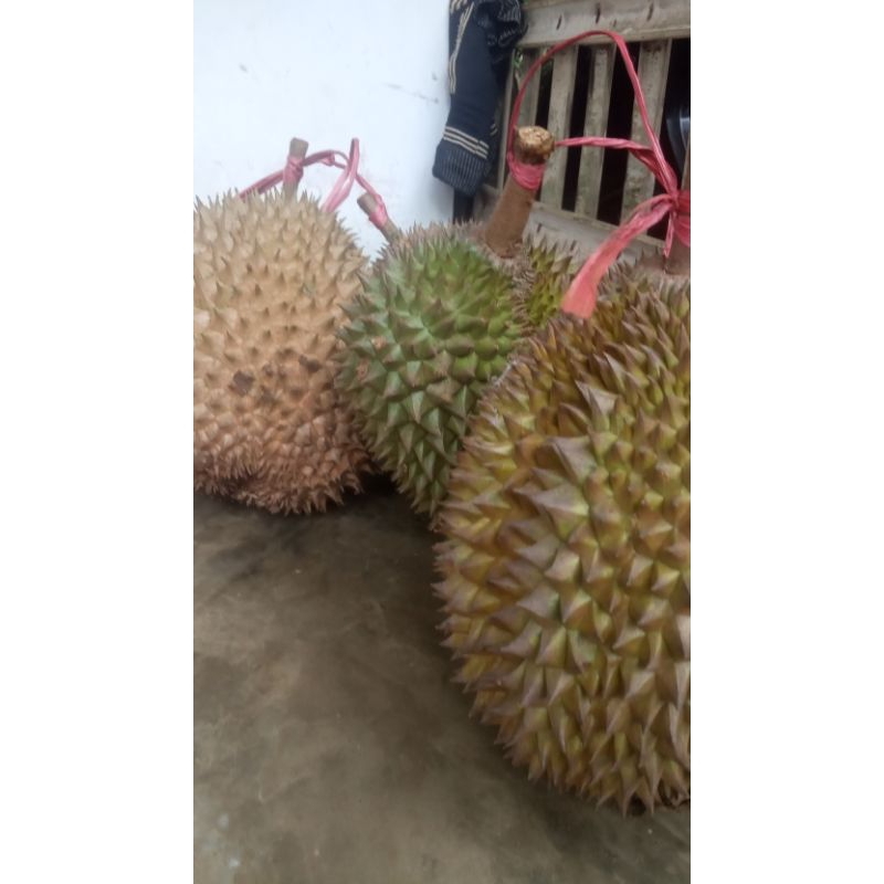 

durian