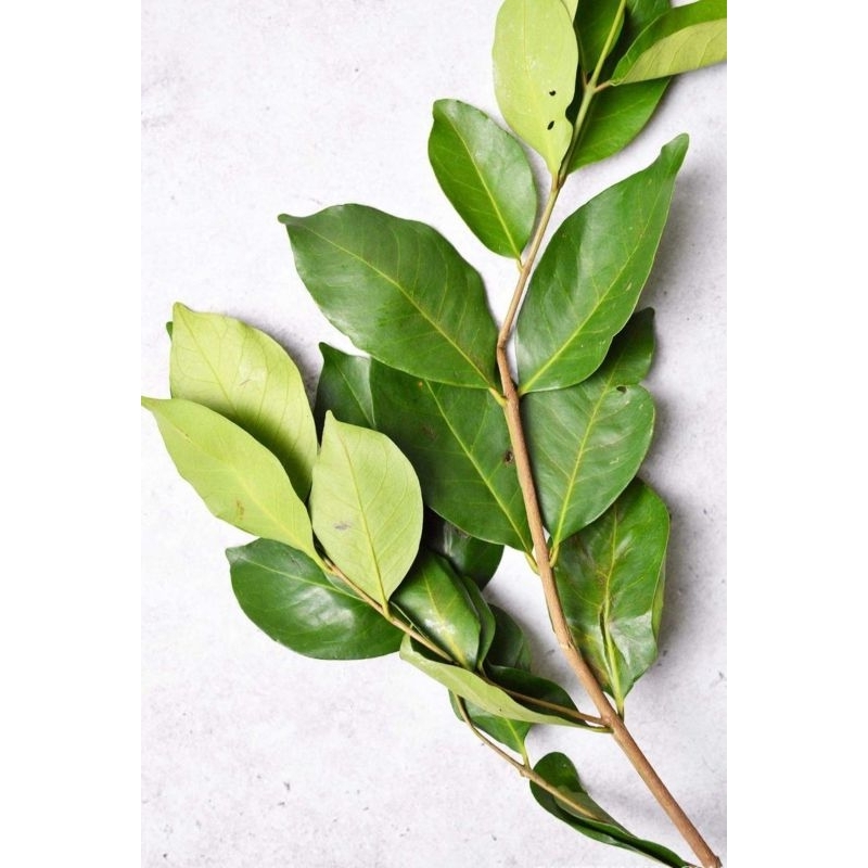 

Daun Sallam (Bisa Request kering atau segar)