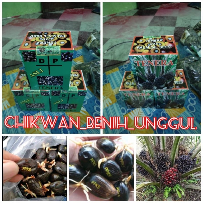 Bibit benih polong sawit DxP TENERA