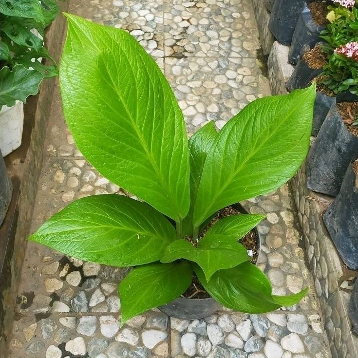 Tanaman hias antorium jemani kobra / anakan