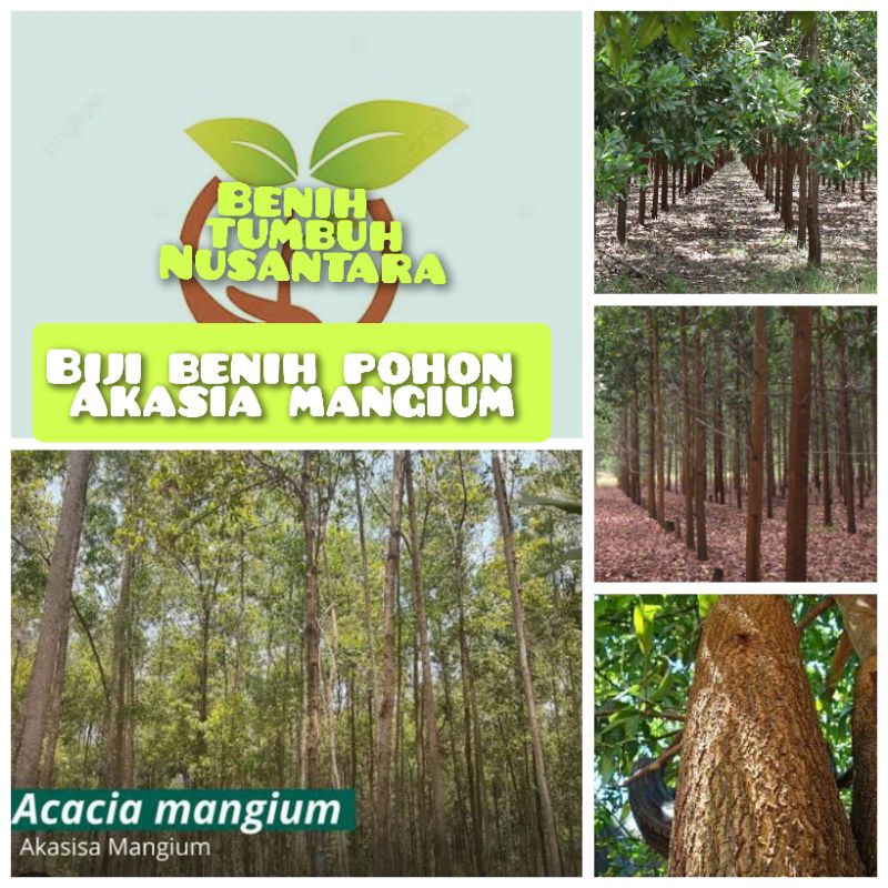 100 butir biji benih pohon akasia mangium
