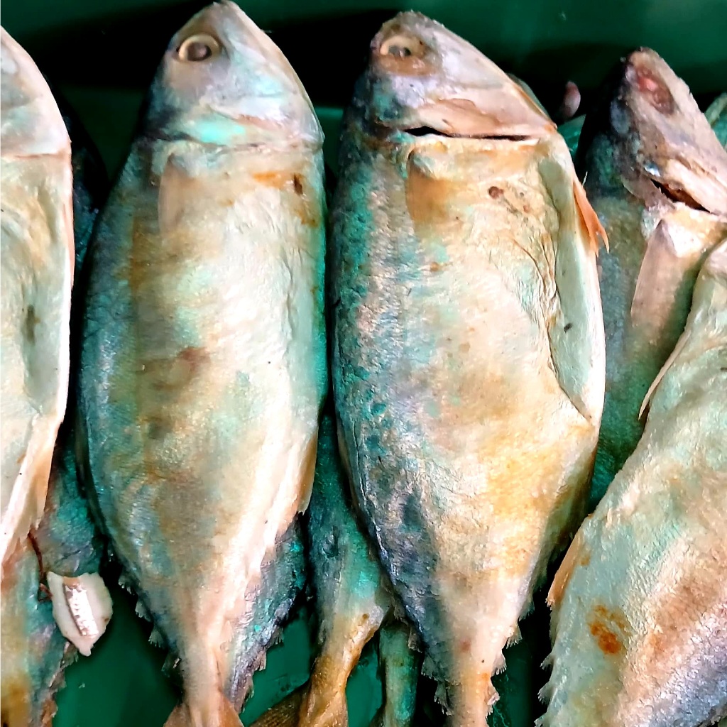 

Anak ikan peda putih