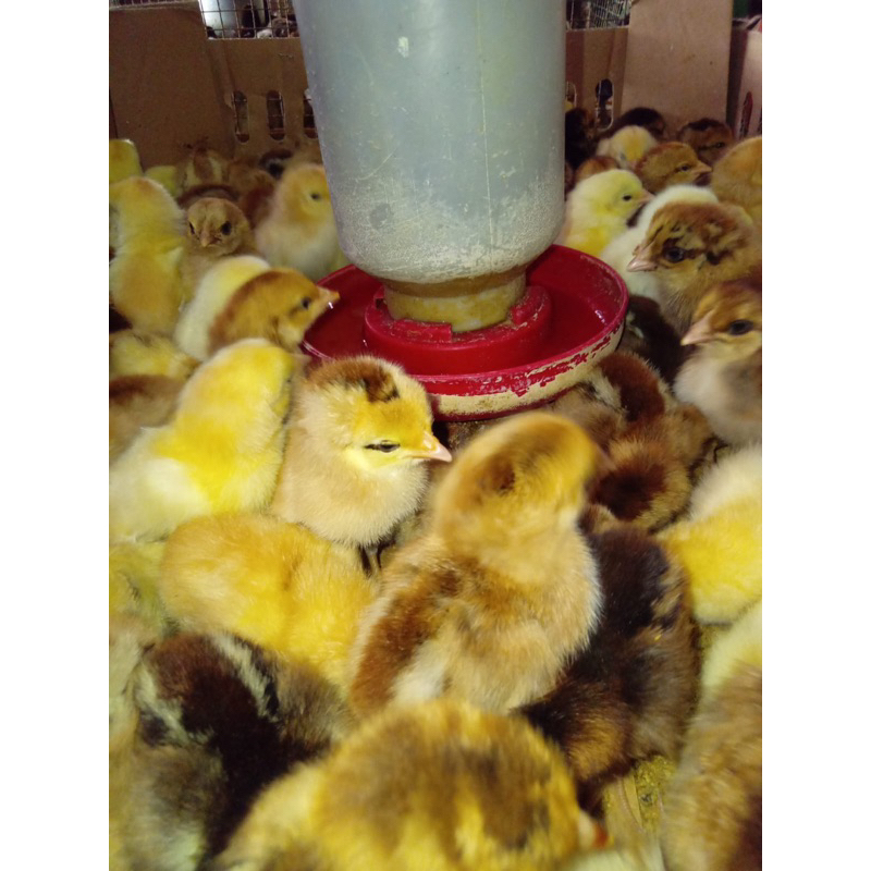 Ayam Kampung Unggul Vaksin (KUB) Beli 15 Gratis 1.